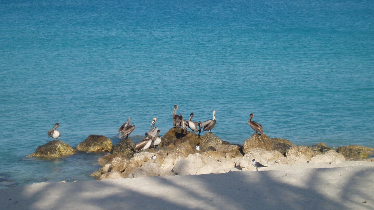 Photo of Others in Alice Town