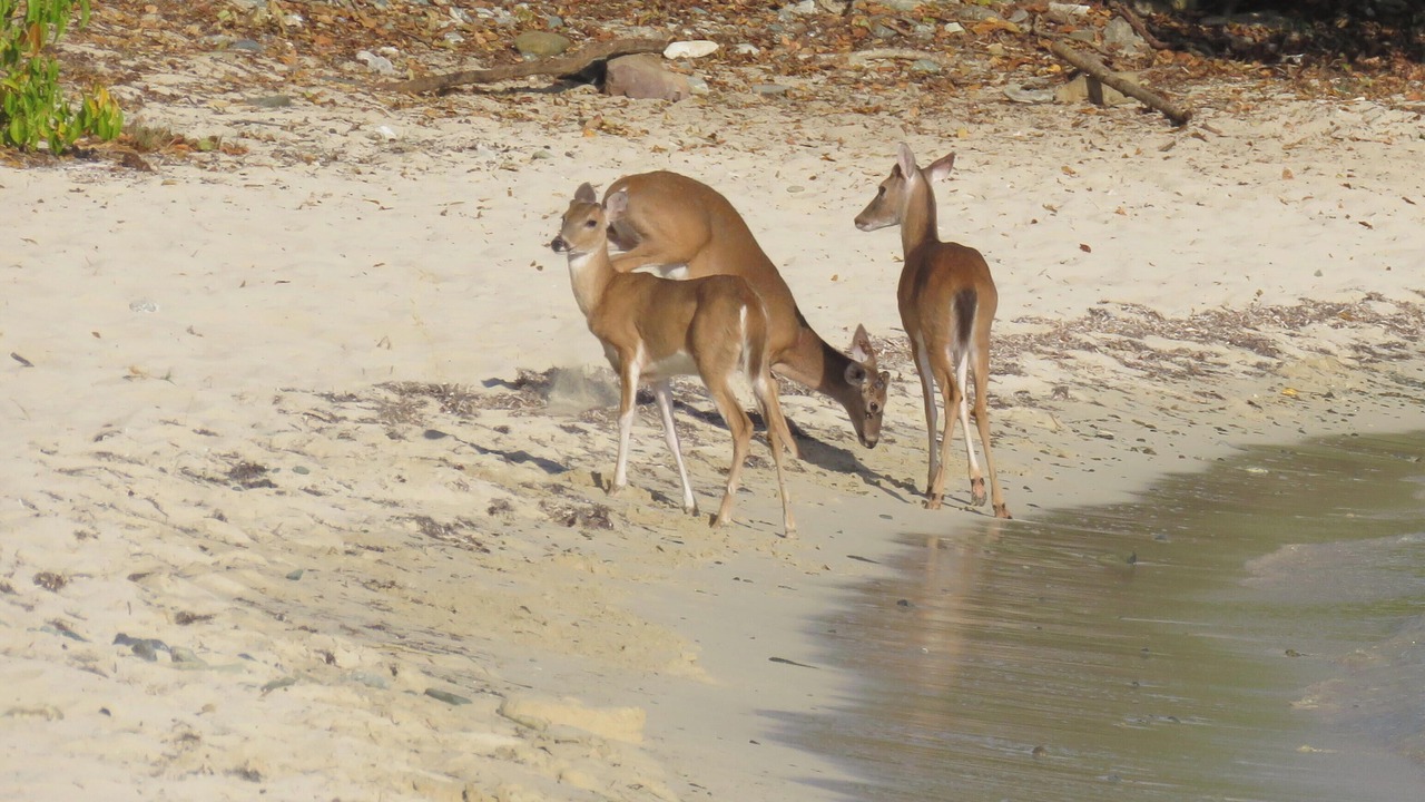 Photo of Others in Fish Bay