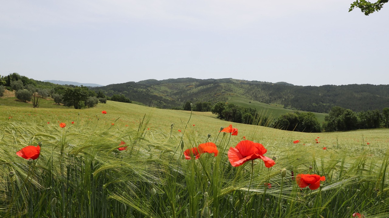 Photo of Outdoor in Caprese Michelangelo