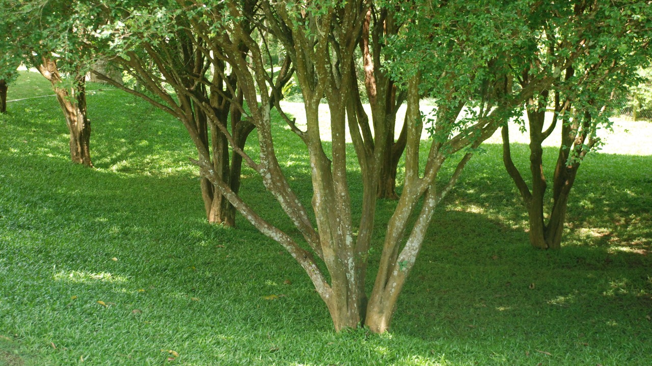 Photo of Outdoor in Araras
