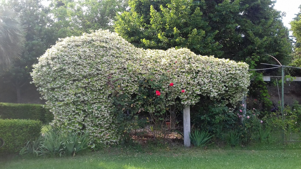 Photo of Outdoor in Orciano Pisano