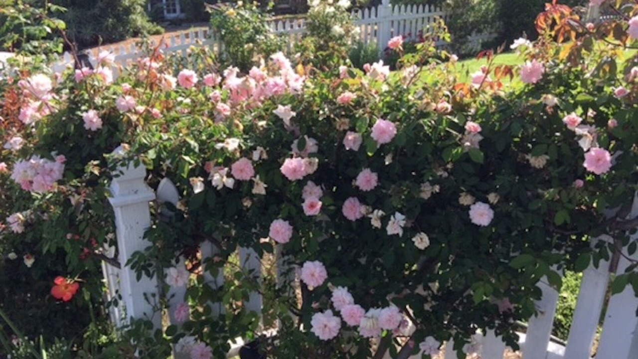 Photo of Outdoor in Laguna Beach