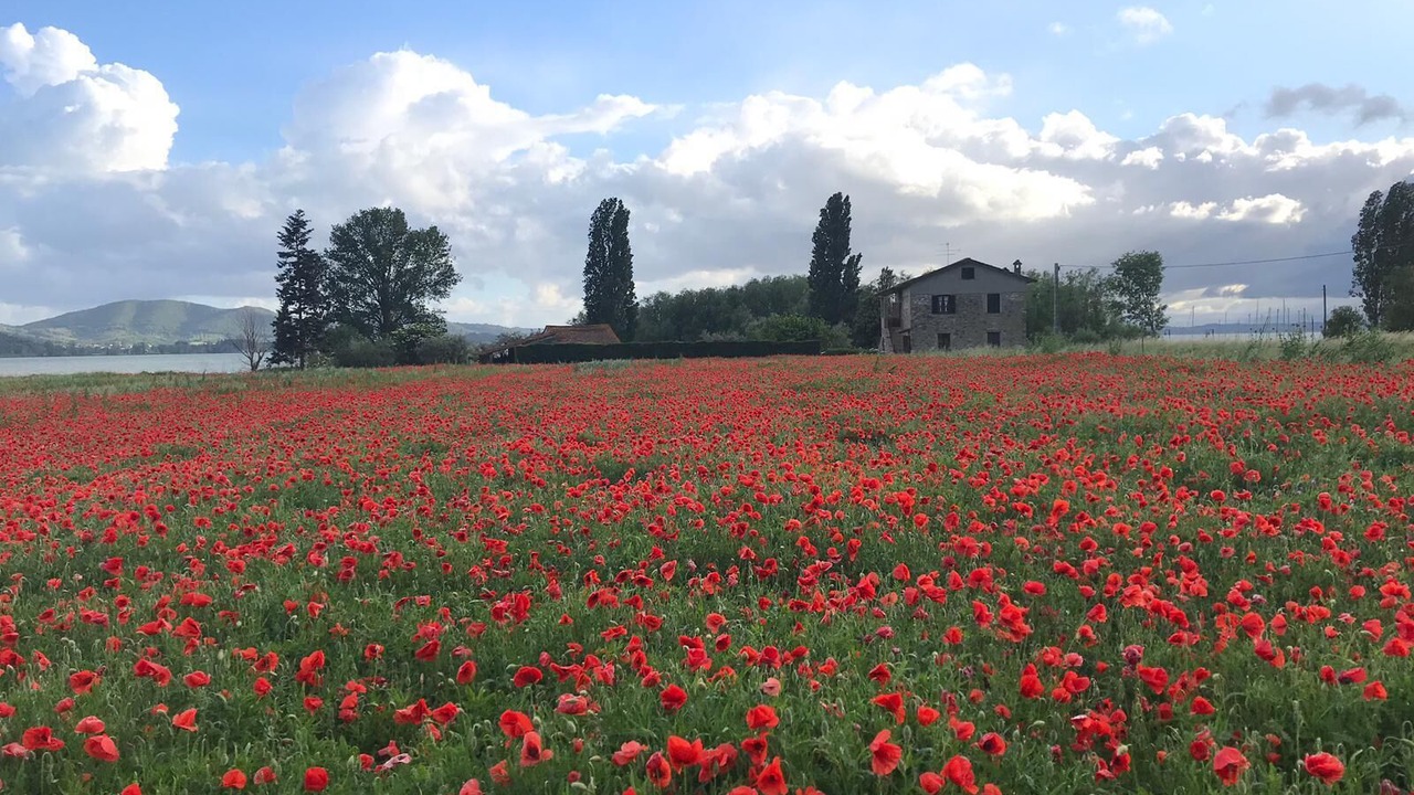 Photo of Outdoor in San Feliciano