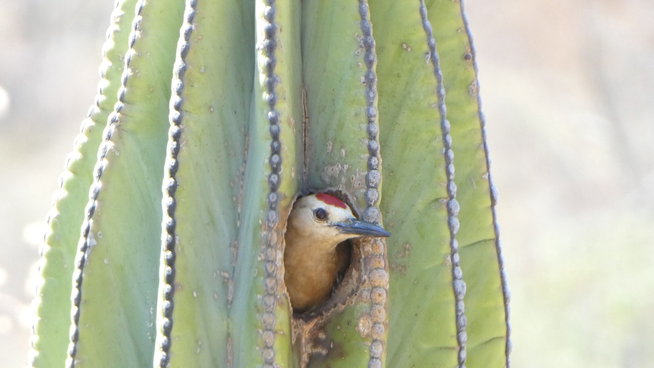 Photo of Others in Cabo Pulmo