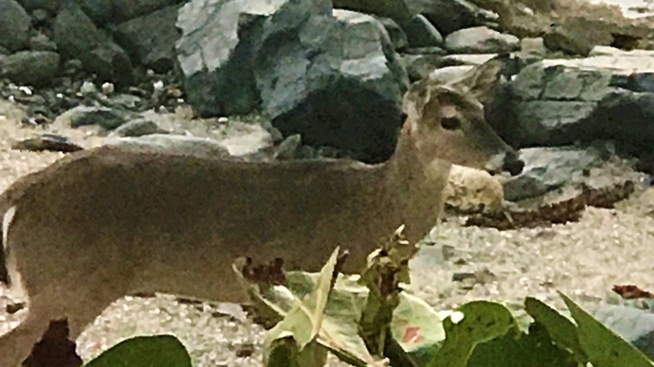 Photo of Others in Hart Bay