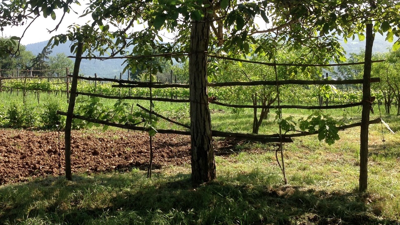 Photo of Outdoor in Radicondoli