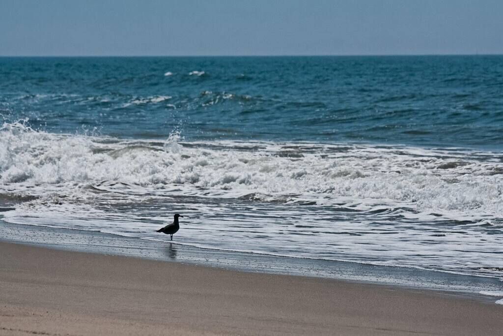Photo of Others in Oxnard Dunes