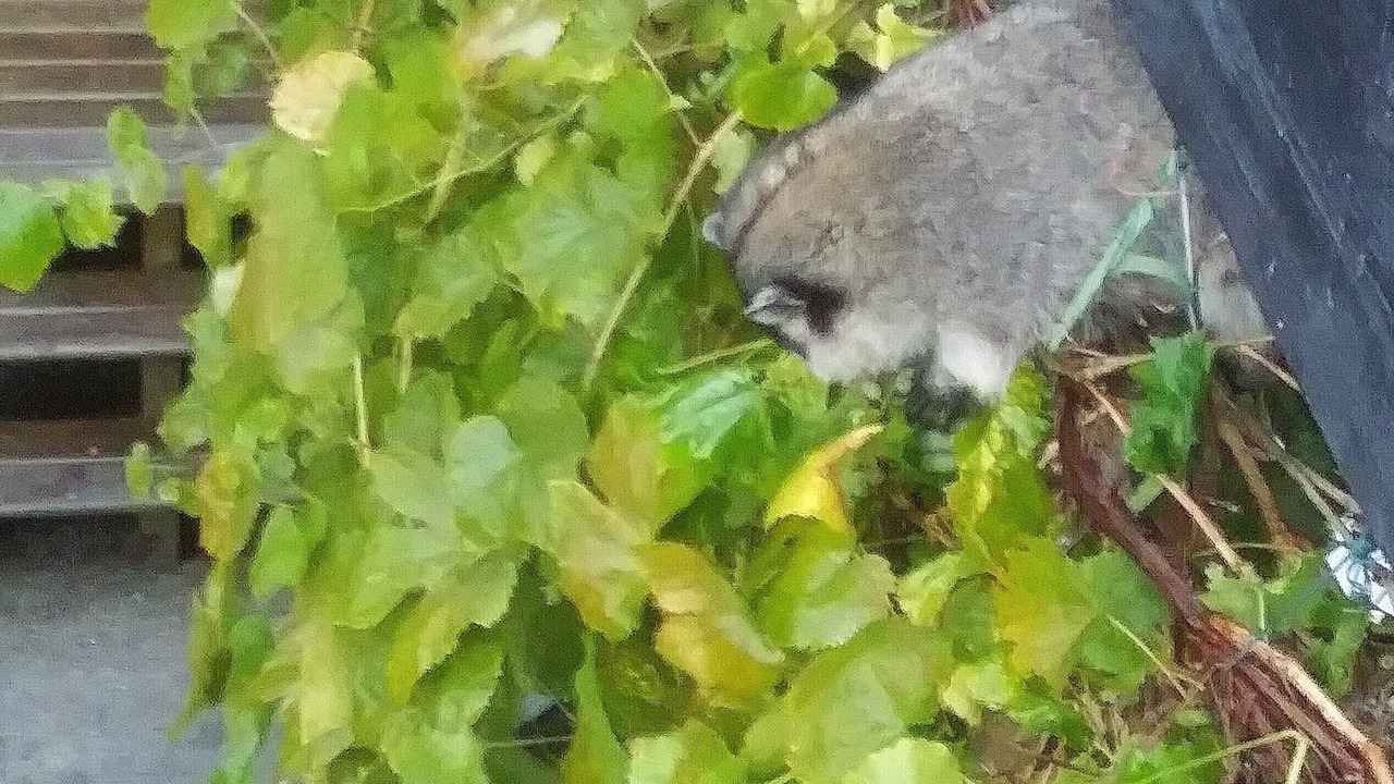 Photo of Others in Upper Lonsdale