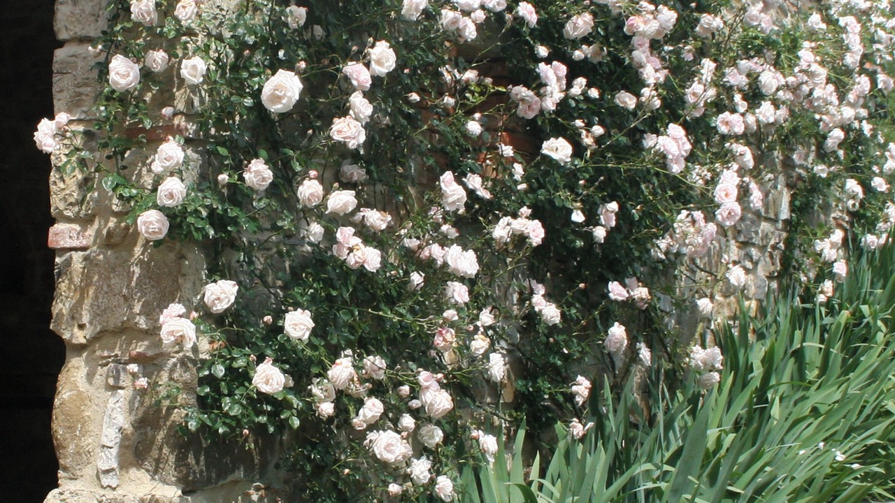 Photo of Outdoor in Ponte Buriano