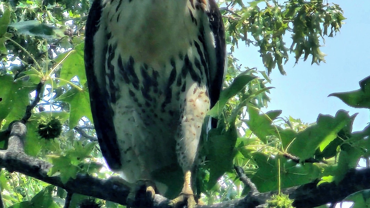 Photo of Others in Hornbeak