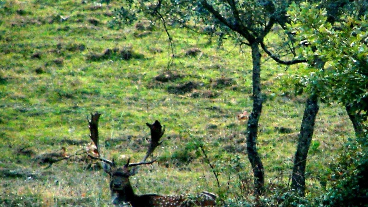 Photo of Others in Loro Ciuffenna