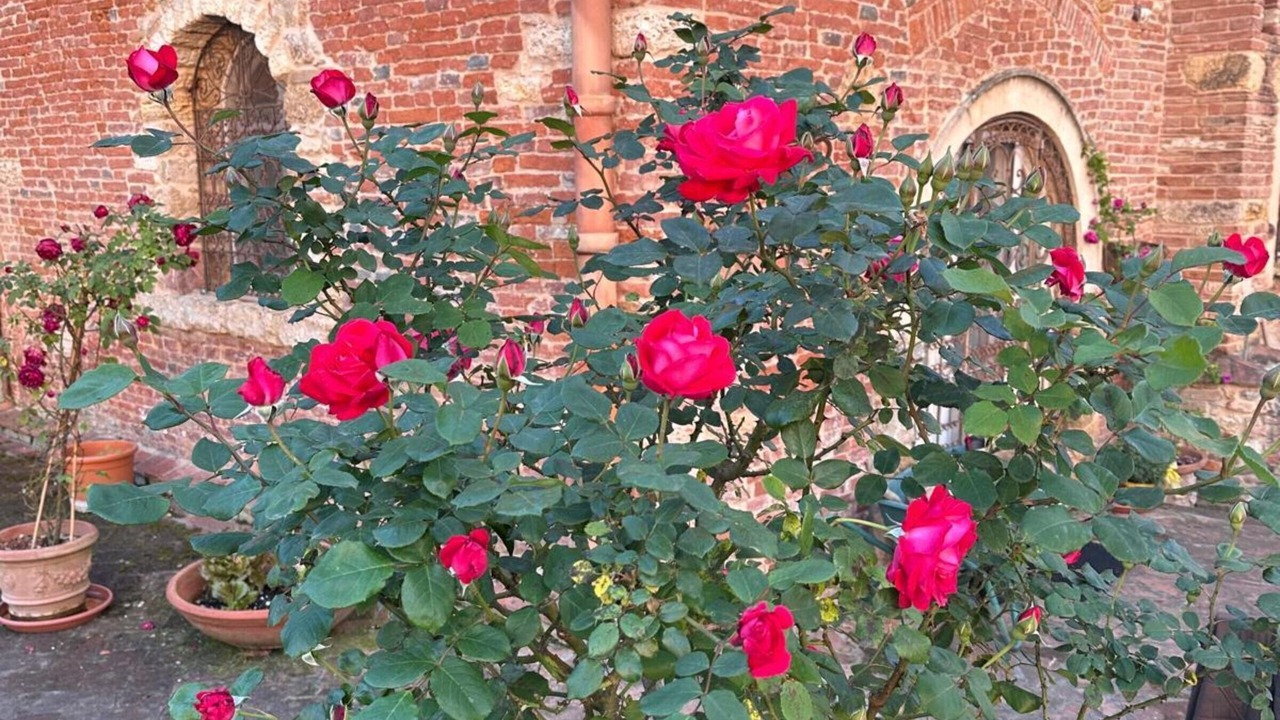 Photo of Outdoor in Crespina