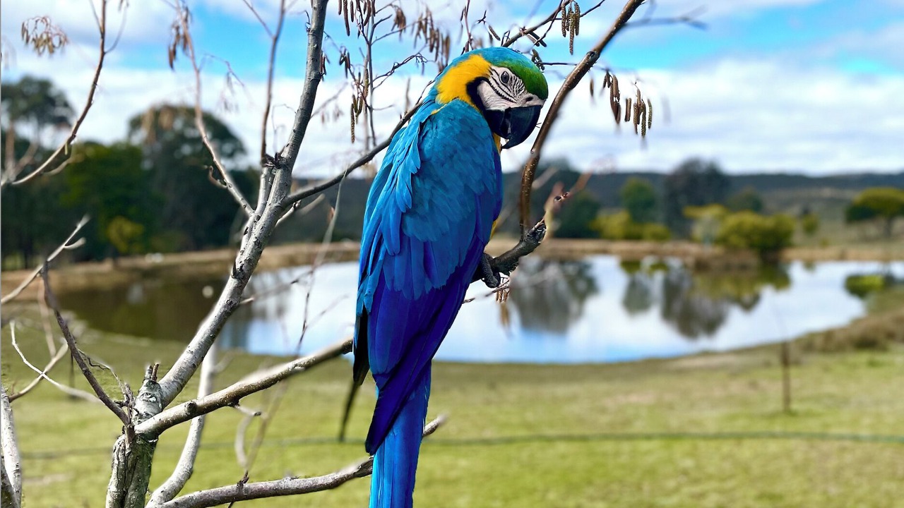 Photo of Others in Gundaroo