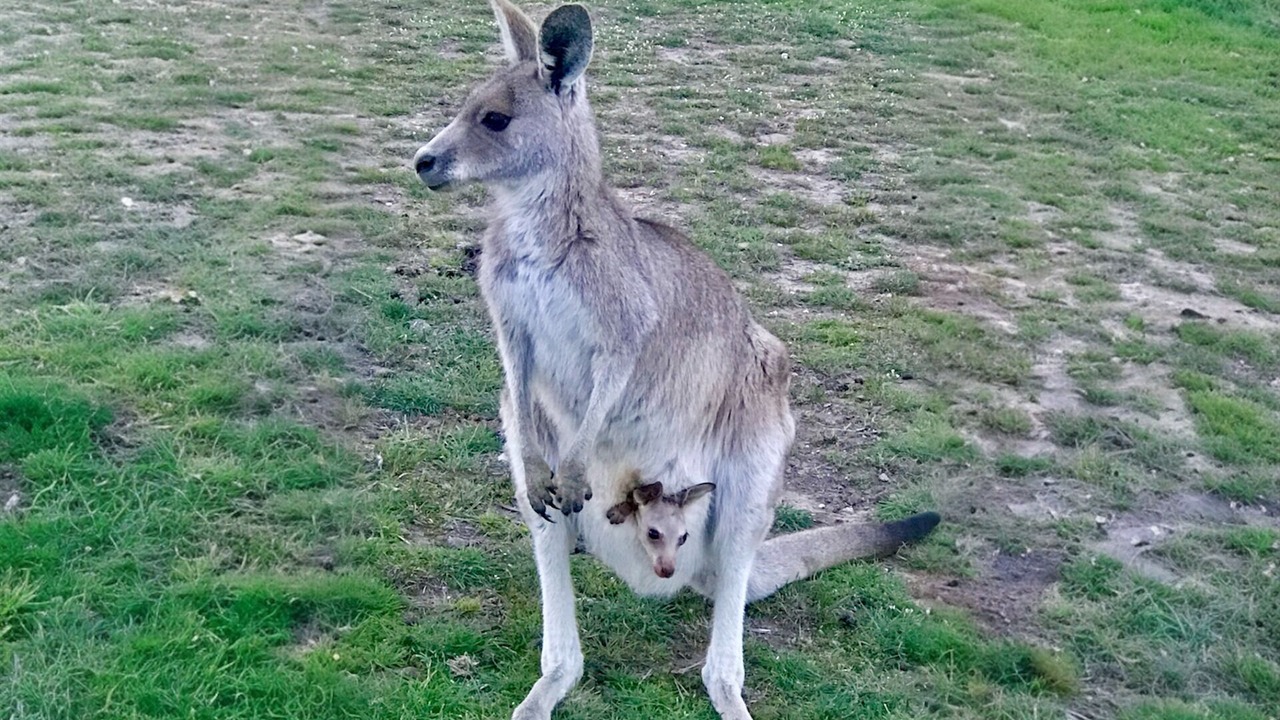 Photo of Others in Gundaroo