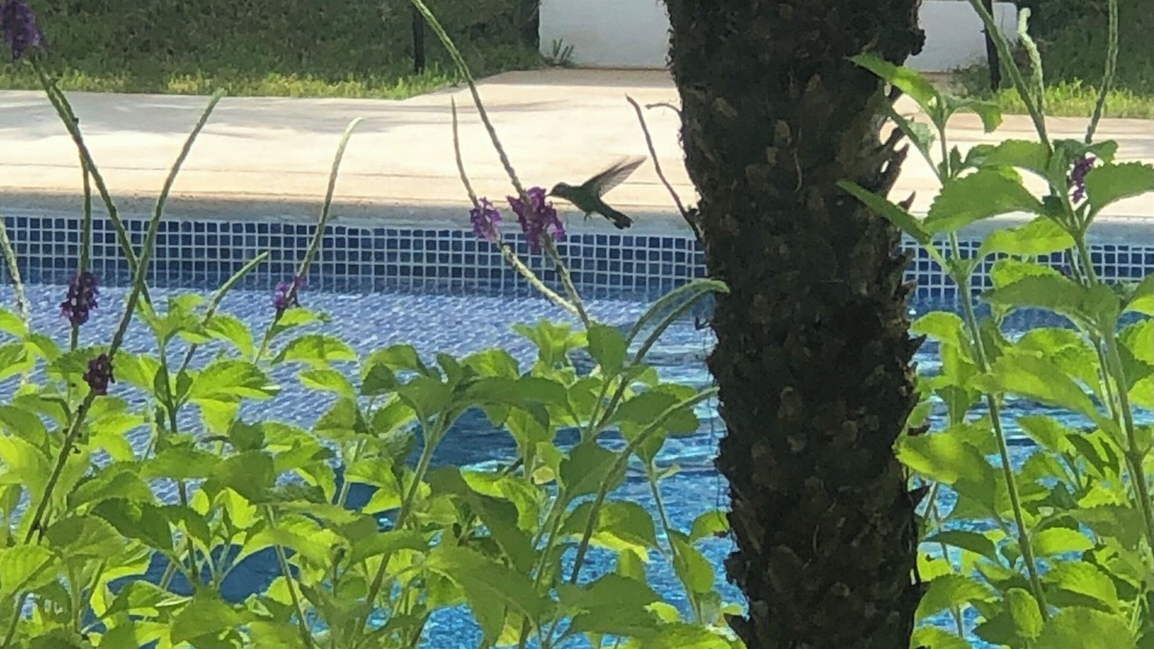 Photo of Outdoor in Avellanas Beach
