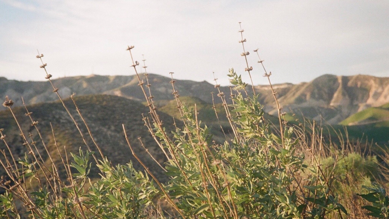 Photo of Others in Somis