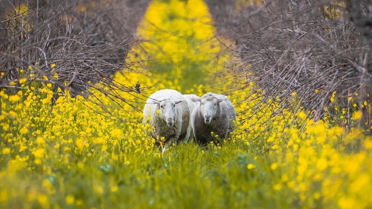 Photo of Others in Napa