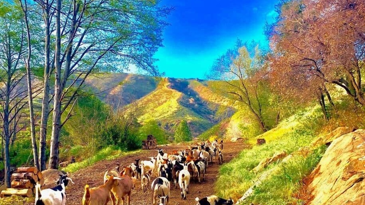 Photo of Others in Ojai