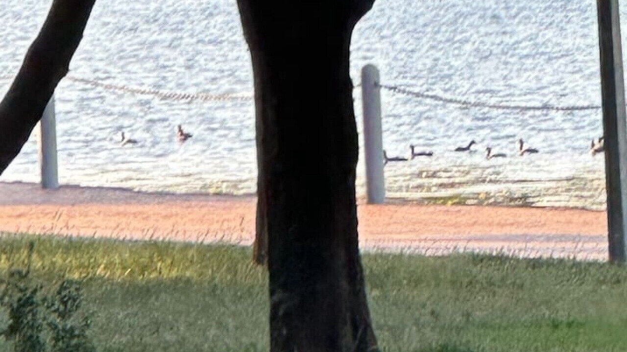 Photo of Others in Gungahlin