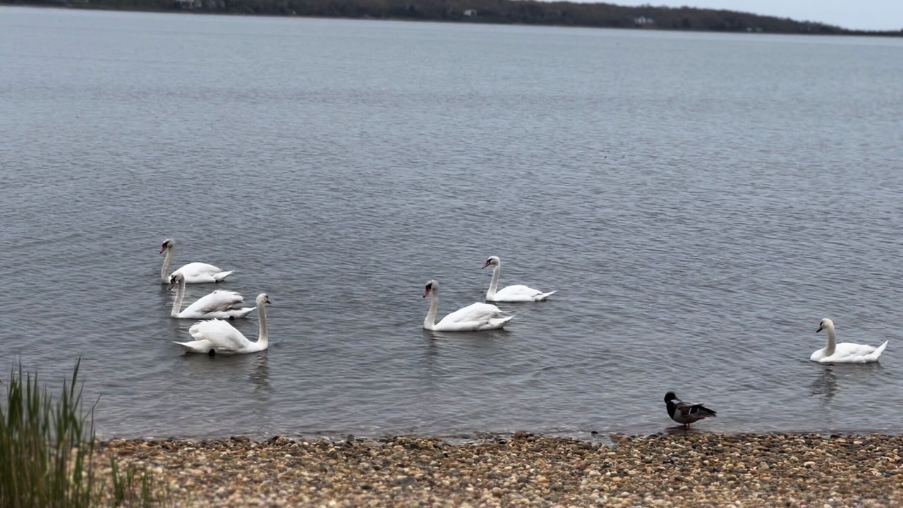 Photo of Others in Bridgehampton
