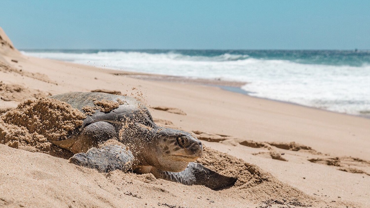 Photo of Others in Los Cabos
