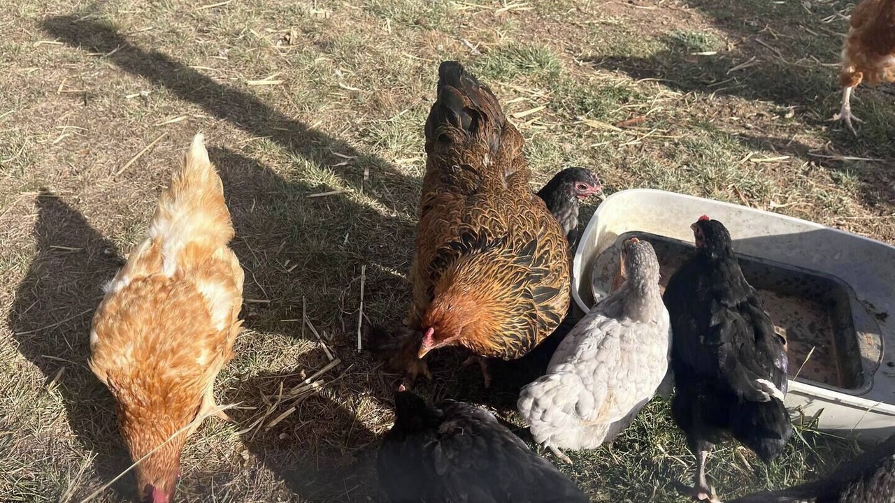 Photo of Others in Gundaroo