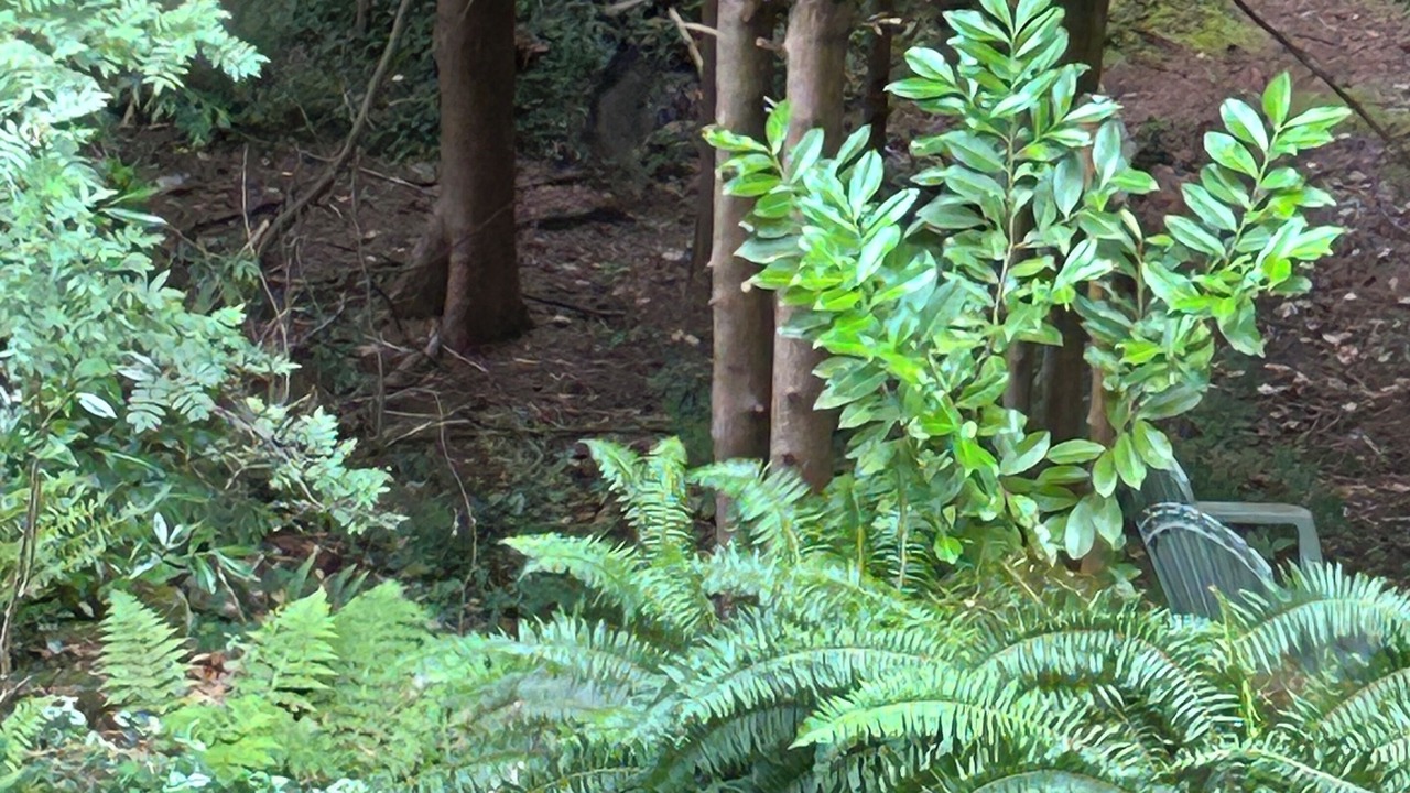 Photo of Outdoor in Canyon Heights