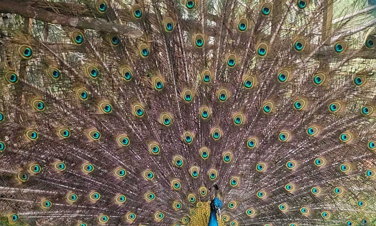 Photo of Others in Porus