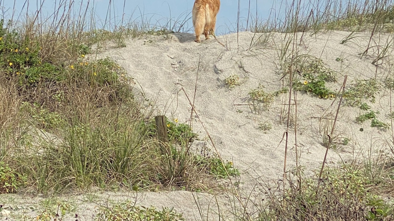 Photo of Others in Atlantic Shores