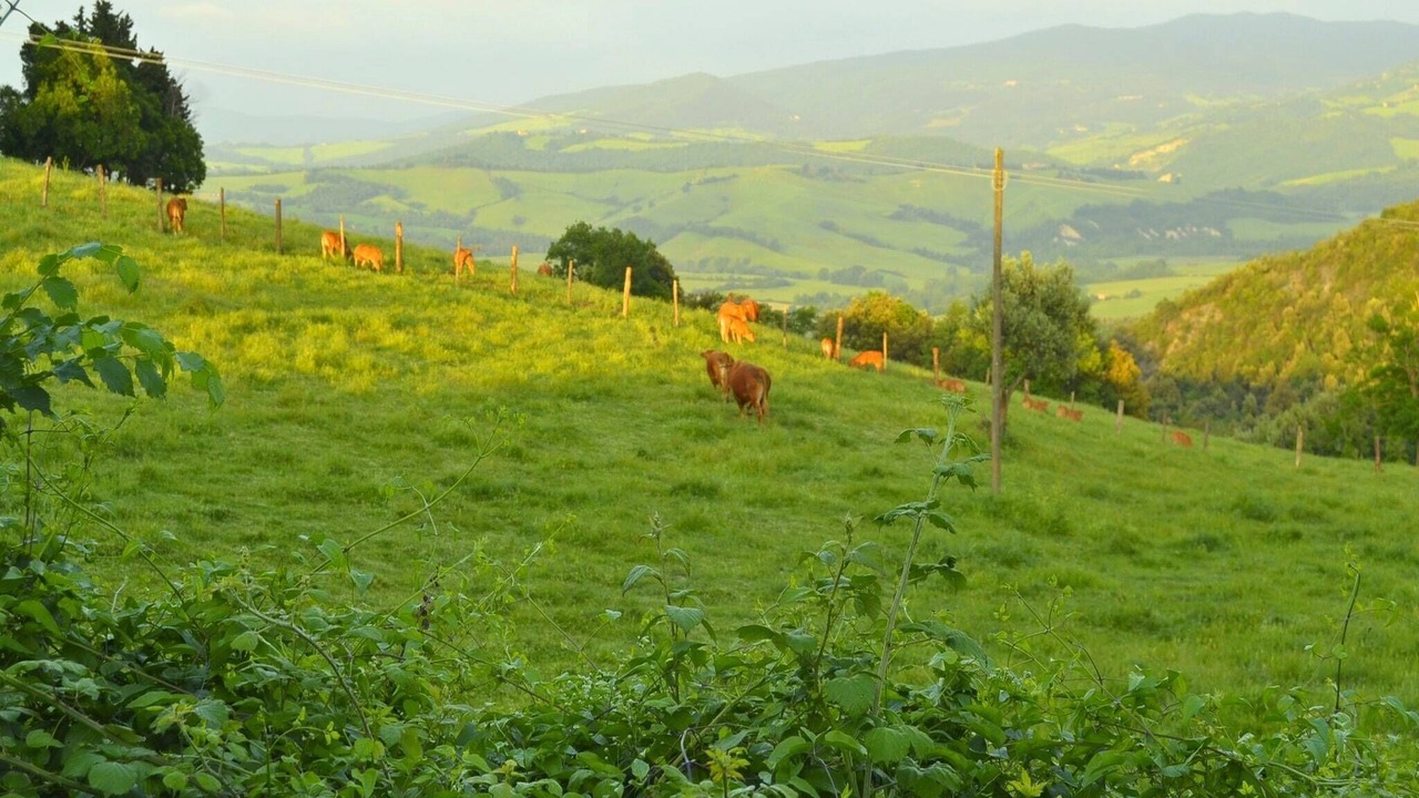 Photo of Others in Montecastelli