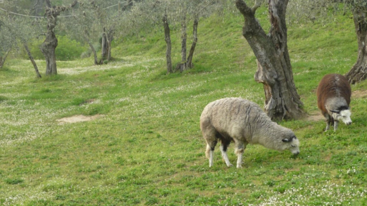 Photo of Others in Montecastello
