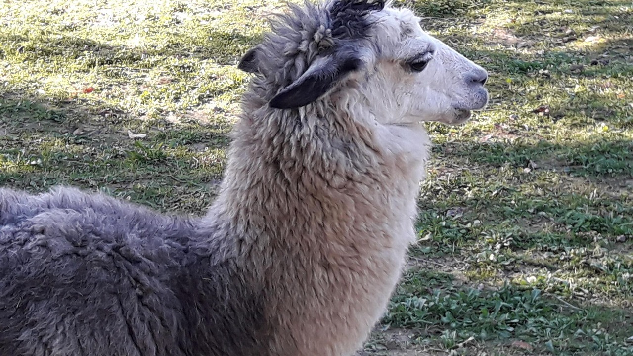 Photo of Others in Montecastello