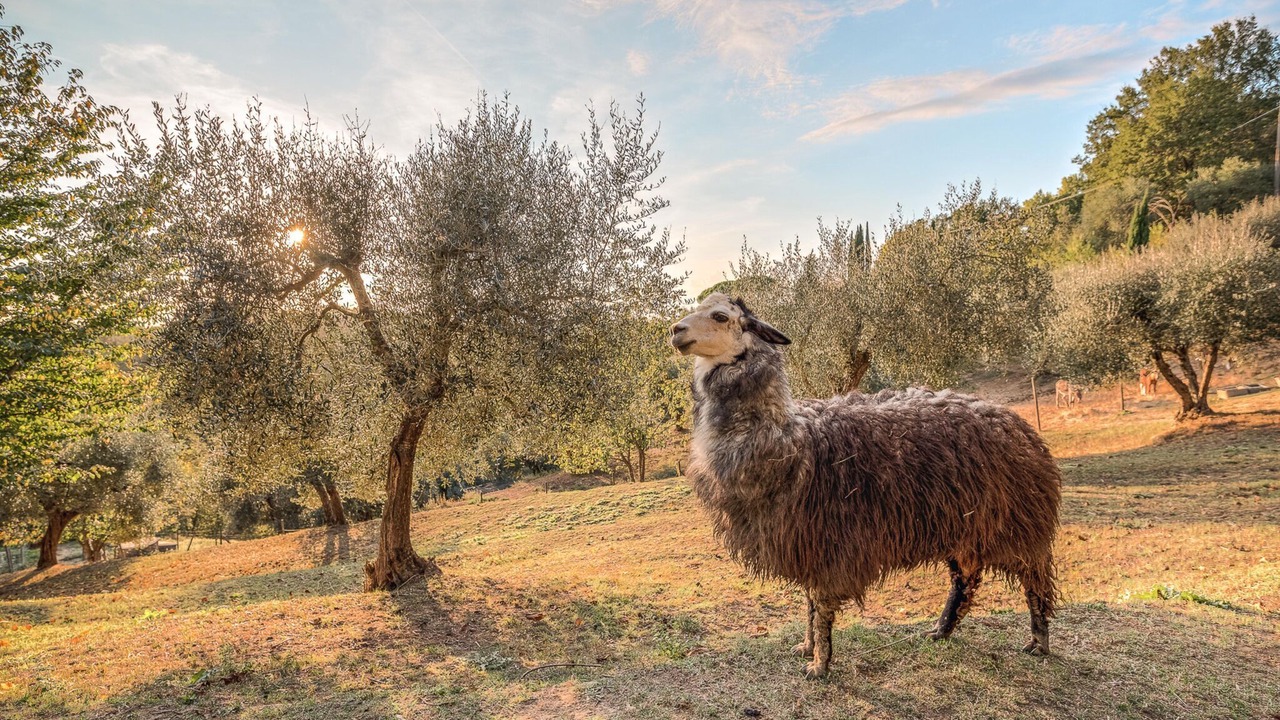 Photo of Others in Montecastello