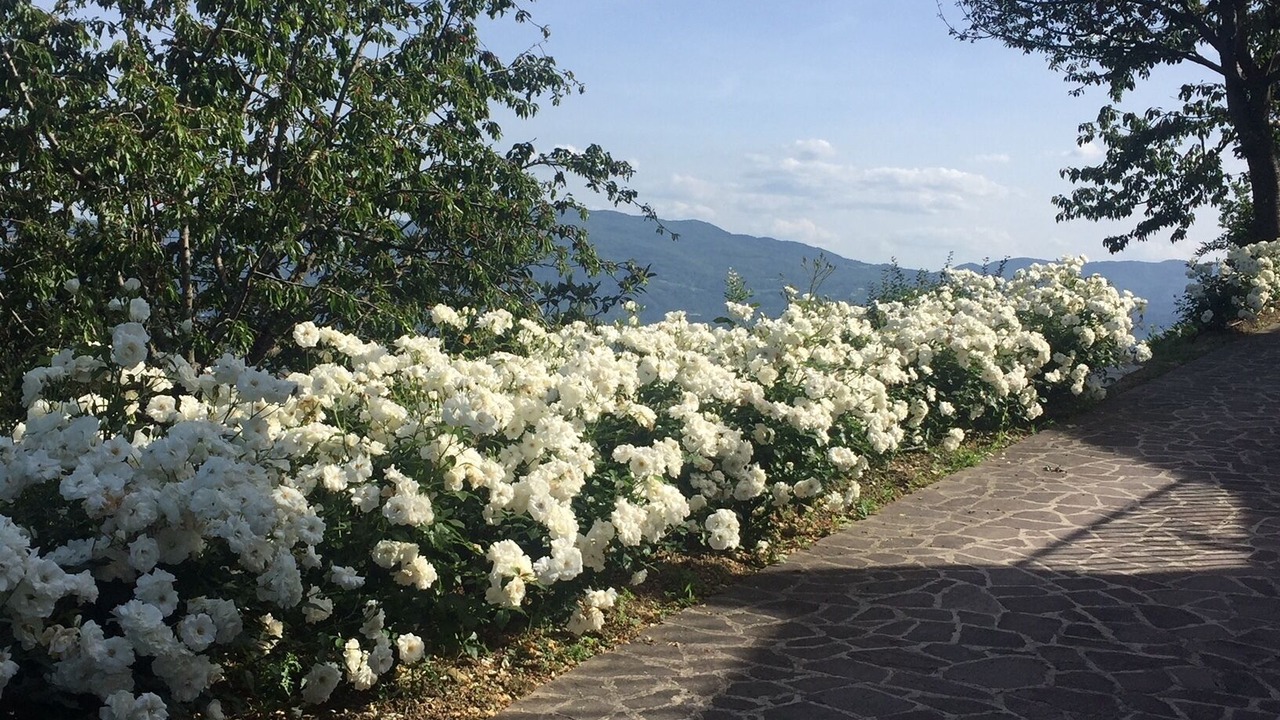 Photo of Outdoor in Gattaia