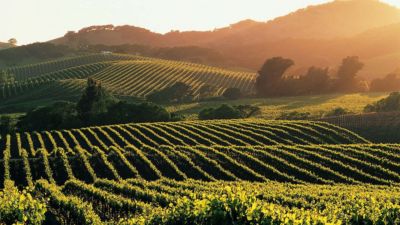 Photo of Others in Napa