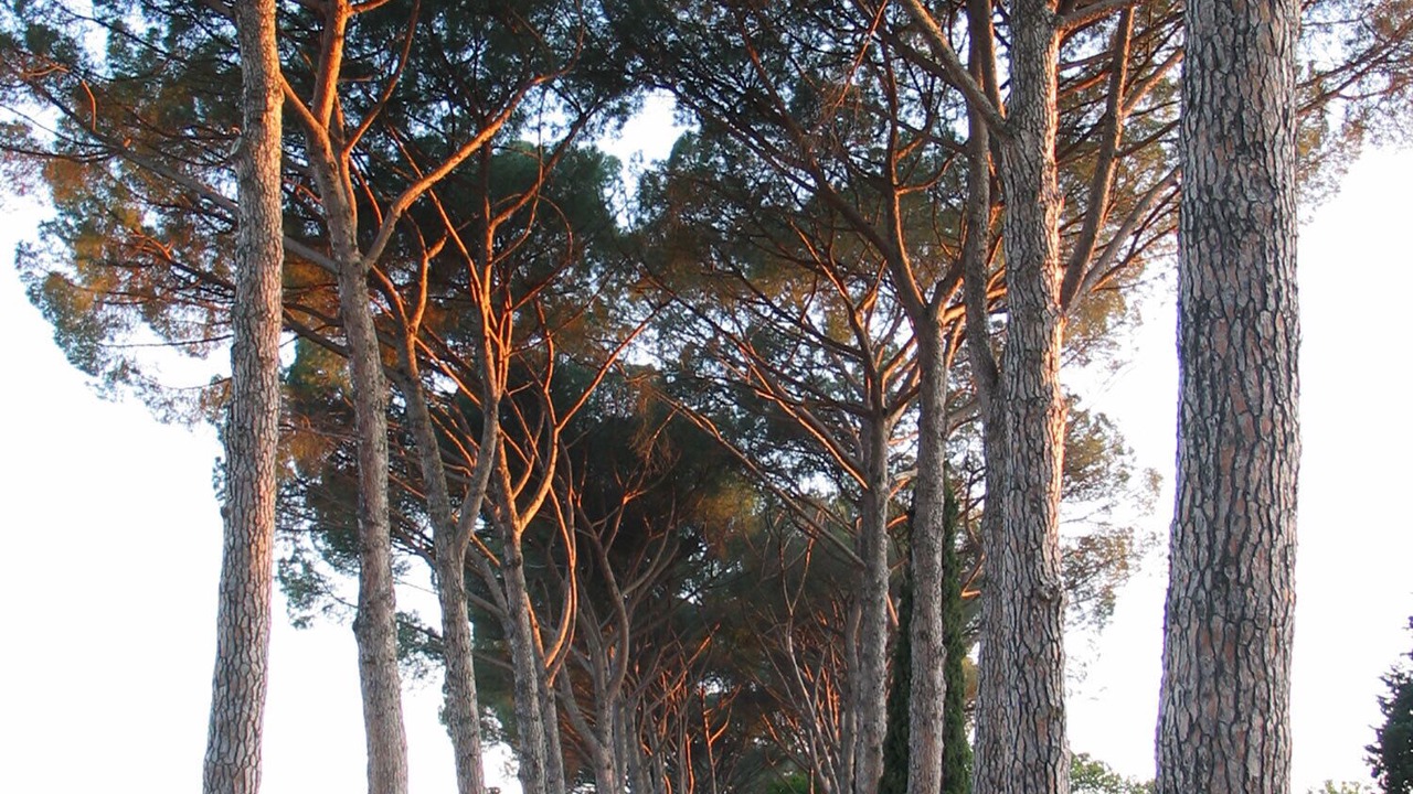 Photo of Outdoor in Coverciano