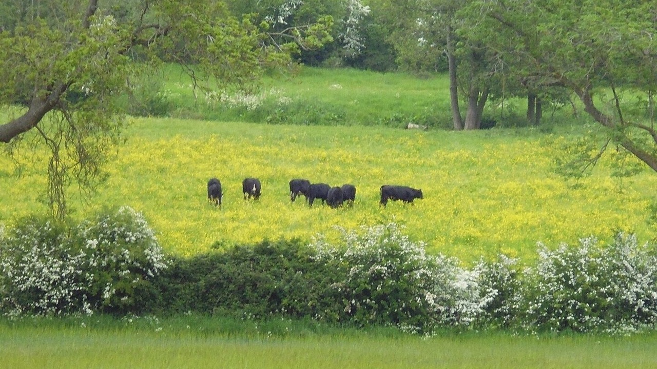 Photo of Others in Bloxham