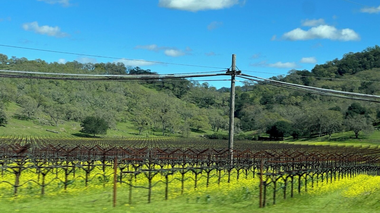 Photo of Others in Napa