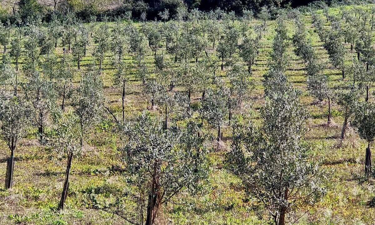 Photo of Others in Casciana Terme Lari