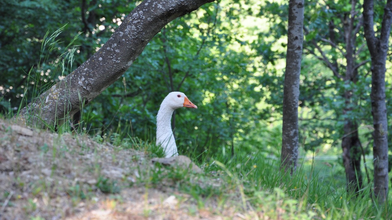 Photo of Others in Gattaia