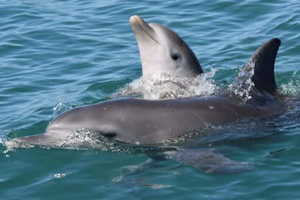 Photo of Others in Mandurah