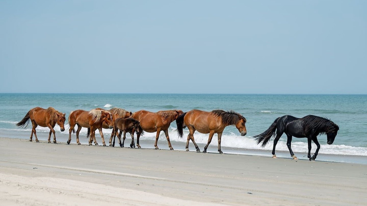Photo of Others in Corolla Light