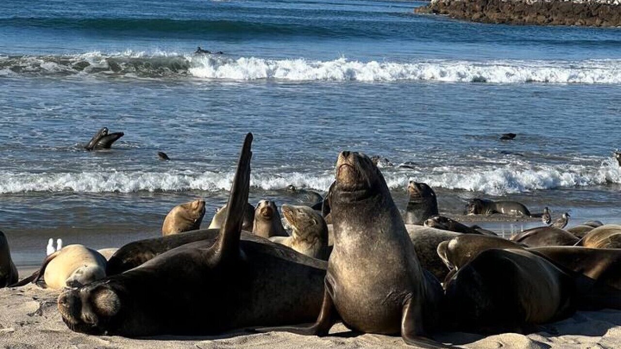 Photo of Others in Silver Strand