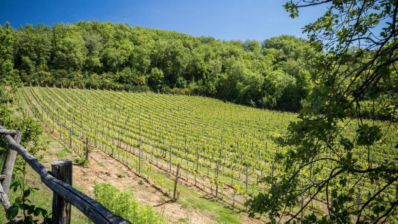 Photo of Others in Greve in Chianti