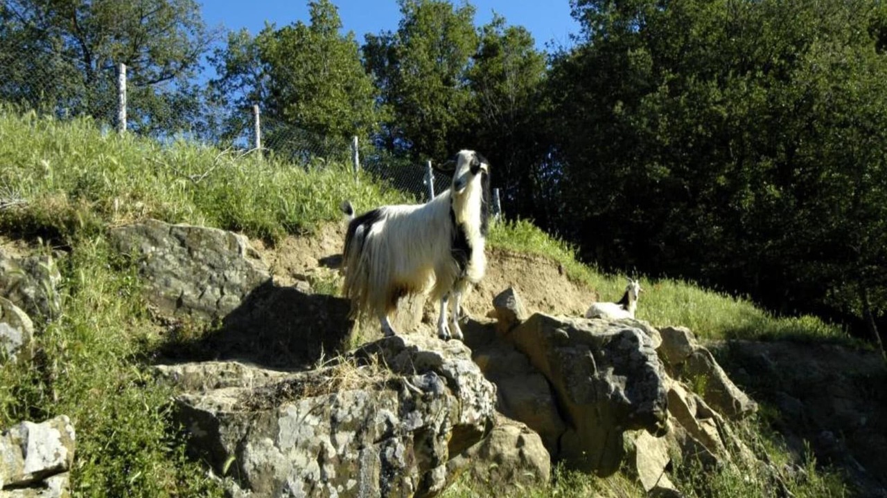 Photo of Others in Greve in Chianti