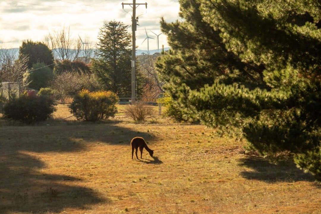 Photo of Others in Bungendore