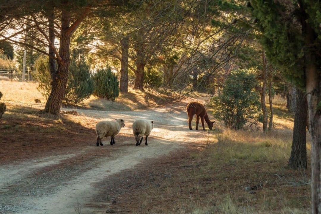 Photo of Others in Bungendore
