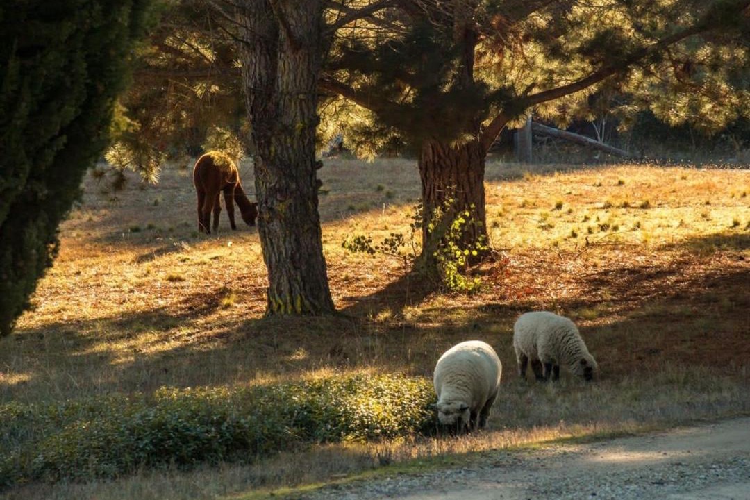 Photo of Others in Bungendore