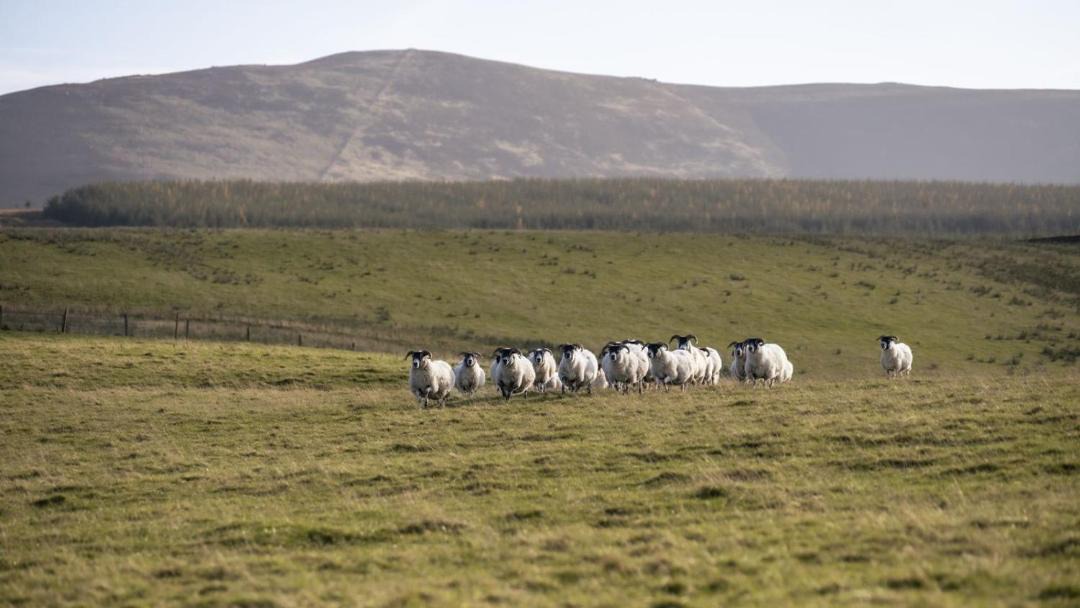 Photo of Others in Kirknewton