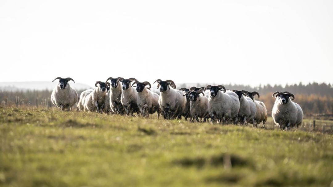 Photo of Others in Kirknewton
